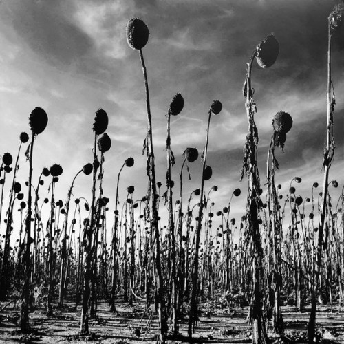 Виниловая пластинка Dead Can Dance — ANASTASIS (LIMITED ED.) (2LP)